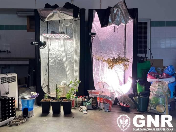 Policiais da GNR e Investigação criminal desmantelam duas estufas de canábis